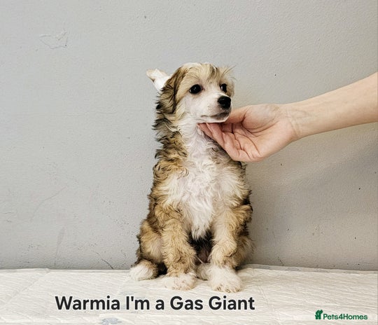 Chinese Crested dogs - Advert 1