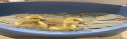 Geese poultry for sale: 2 Goslings - Advert 6