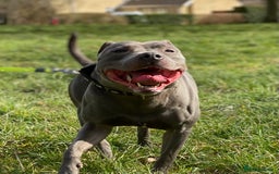 Staffordshire Bull Terrier dogs for stud: STUD…Blue Siras Champion Bloodlines   in Stroud - Image 4