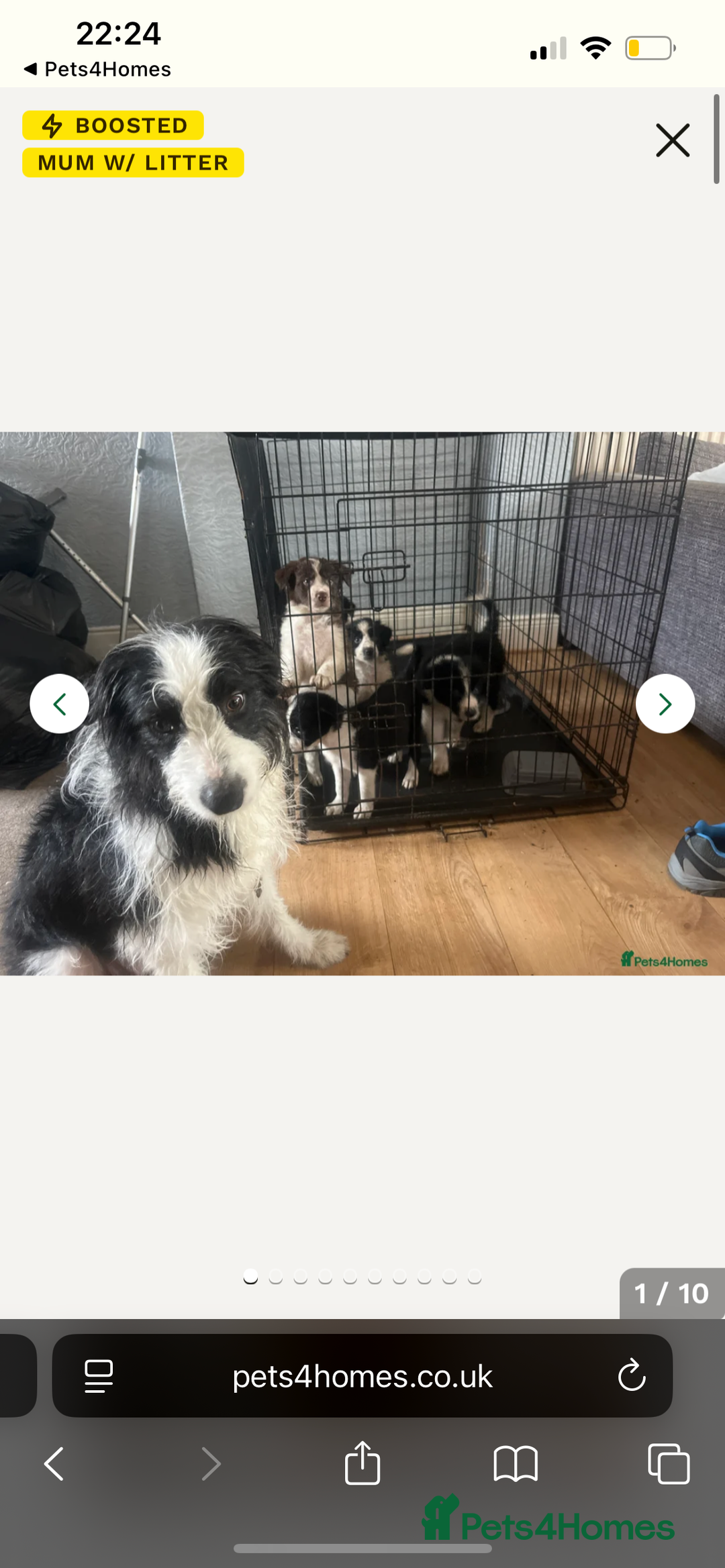 Border Collie dogs for sale: All white border collie girl  - Image 9