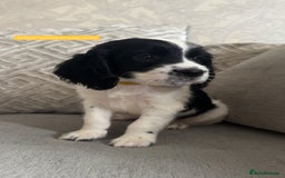 Sprocker dogs for sale: Beautiful Sprocker puppies for sale - Image 8