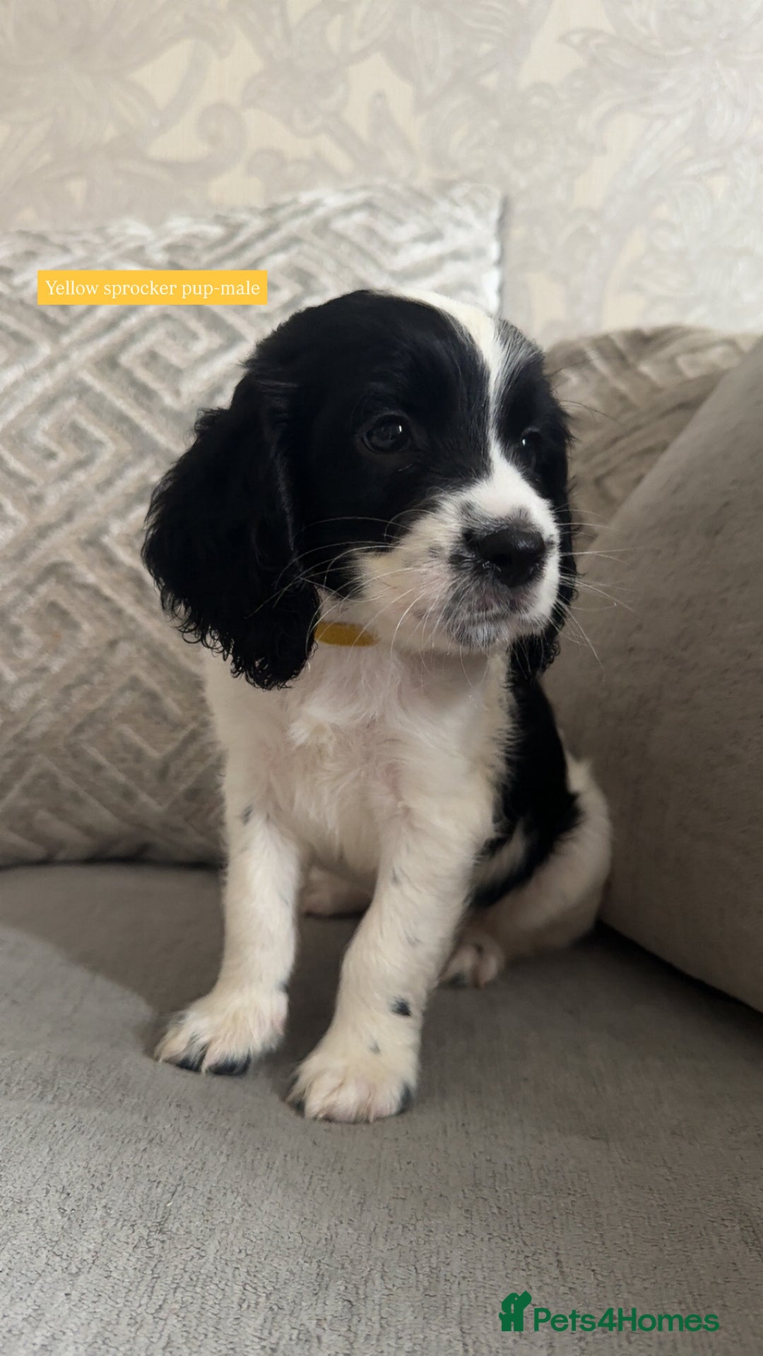 Sprocker dogs for sale: Beautiful Sprocker puppies for sale - Image 8