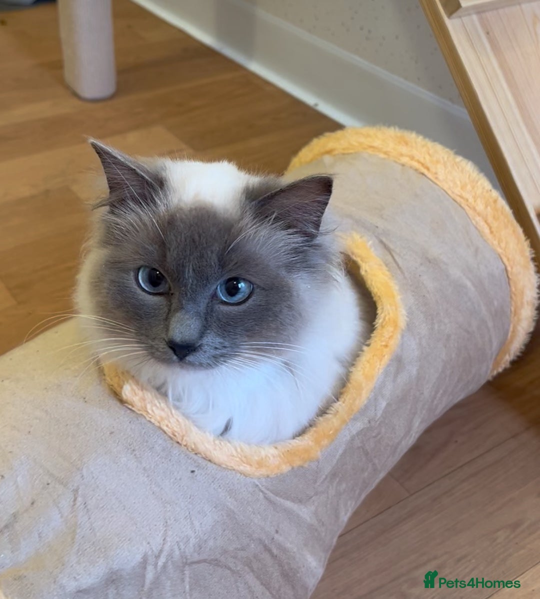 Ragdoll cats for sale: Ragdoll girls  - Image 5