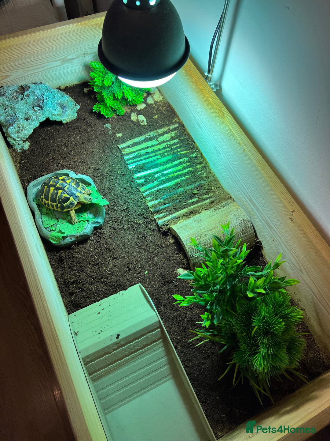 Hermann Tortoise reptiles for sale: Western Hermann tortoise with enclosure - Advert 4