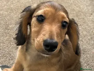 Miniature Dachshund dogs ⭐️⭐⭐️⭐️⭐️ Last 1 Male Miniature Dachshund Left - Advert 9