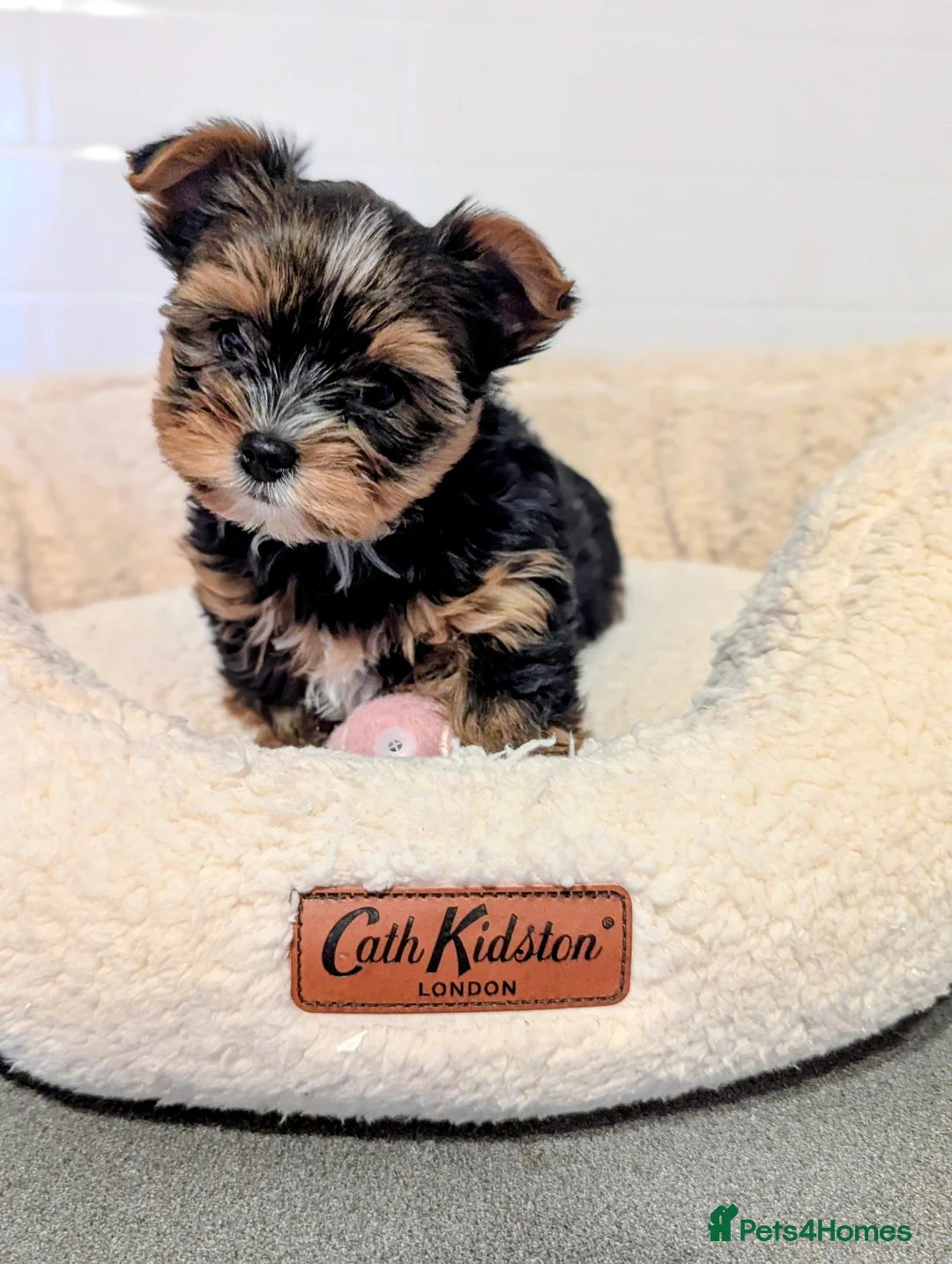 Yorkshire Terrier dogs for sale: Little bundles of joy available  - Advert 12