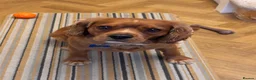 Cavalier King Charles Spaniel dogs for stud: Cavalier King Charles Spaniel for stud  - Advert 23