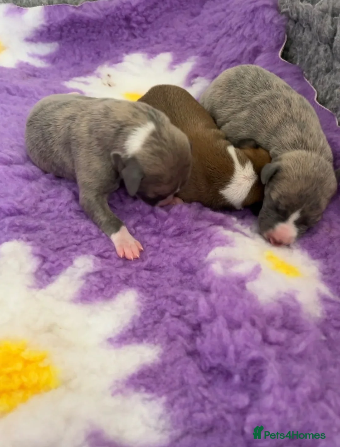 Whippet dogs for sale: Outstanding Male Whippets - Advert 2