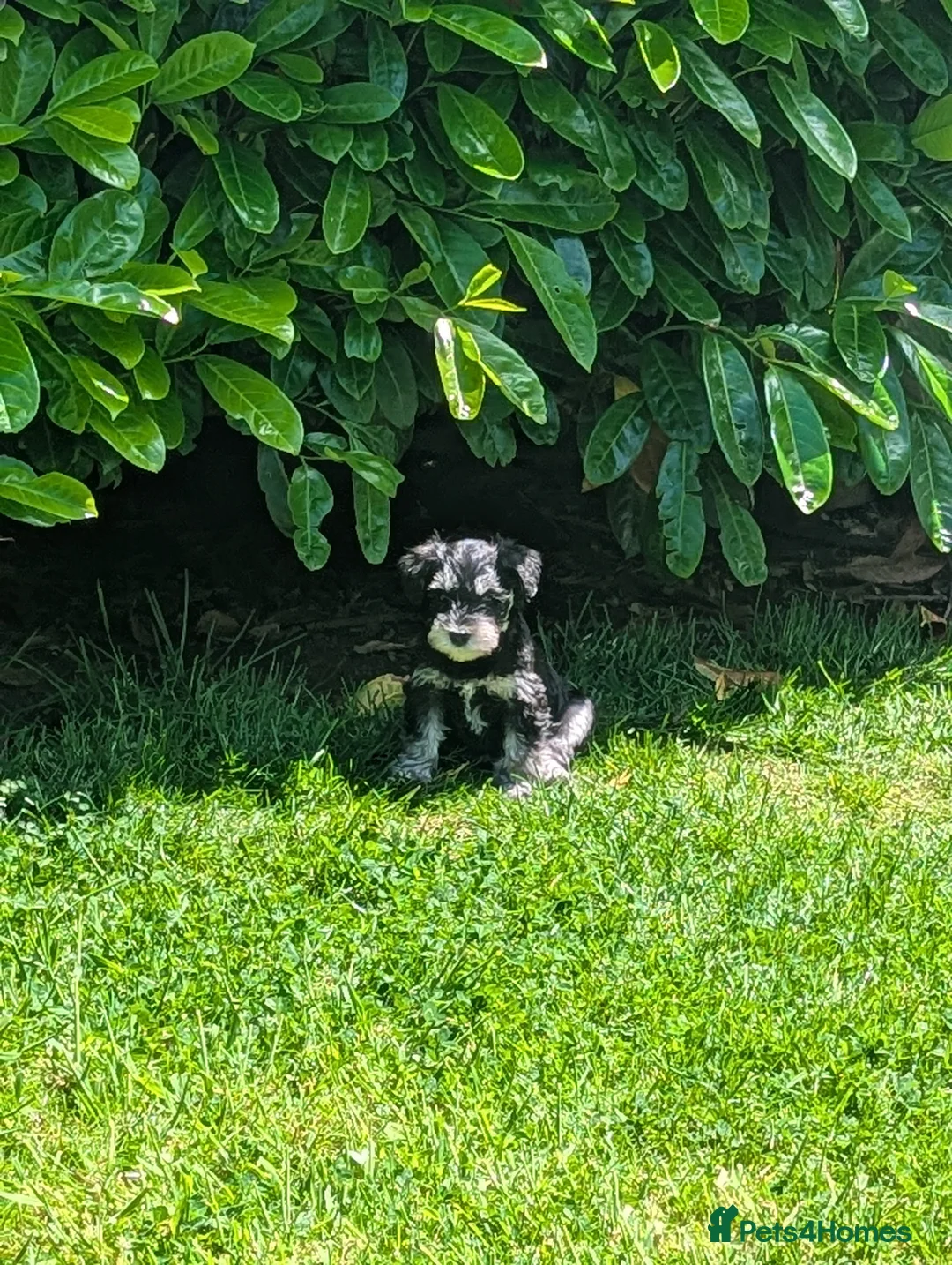 Miniature Schnauzer dogs for sale: Miniature schnauzer puppies  in Cowbridge - Advert 2
