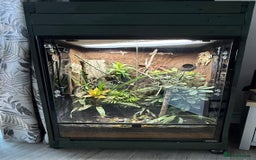 Frog reptiles for sale: Mantella Dart Frogs and Geckos - Image 1
