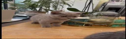 British Shorthair cats for sale: Beautiful British shorthair lilac and blue - Advert 2