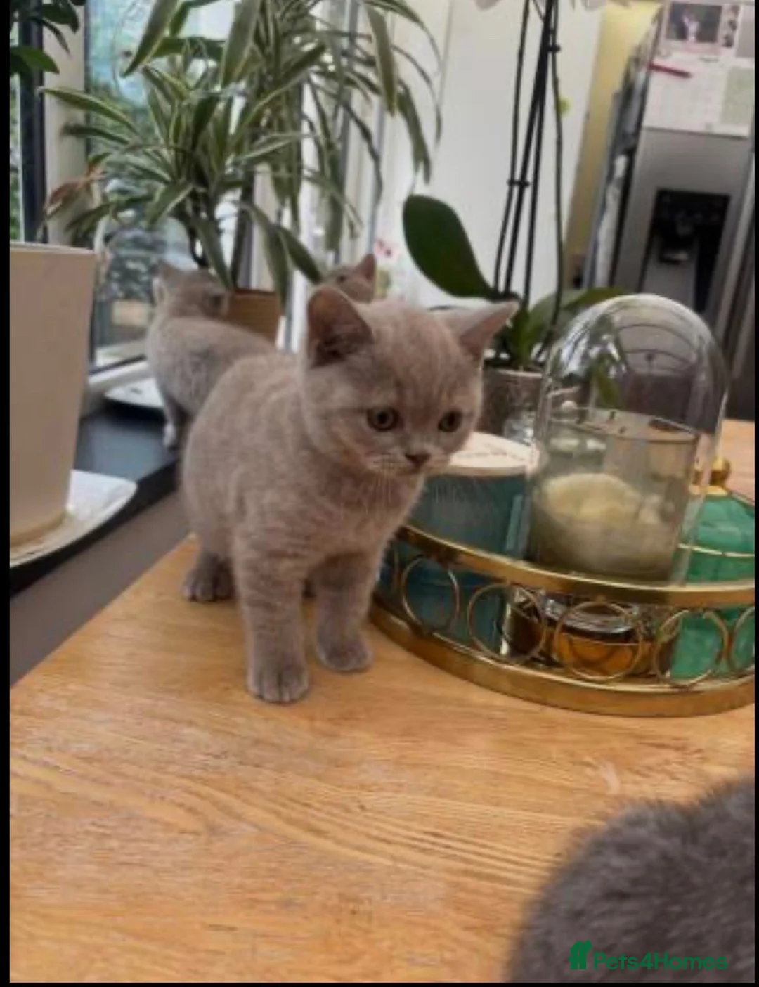 British Shorthair cats for sale: Beautiful British shorthair lilac and blue - Advert 2