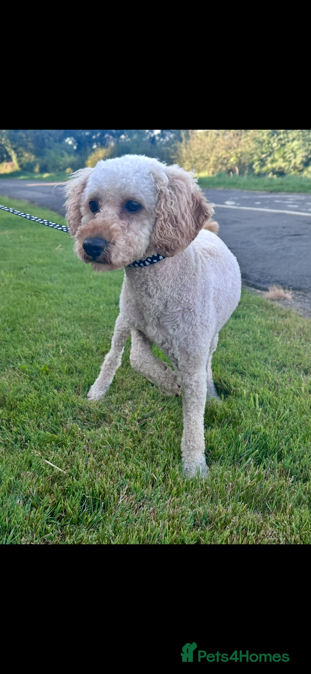Mini Goldendoodle dogs for sale: Lovely Golden doodle puppies ready now  - Advert 5