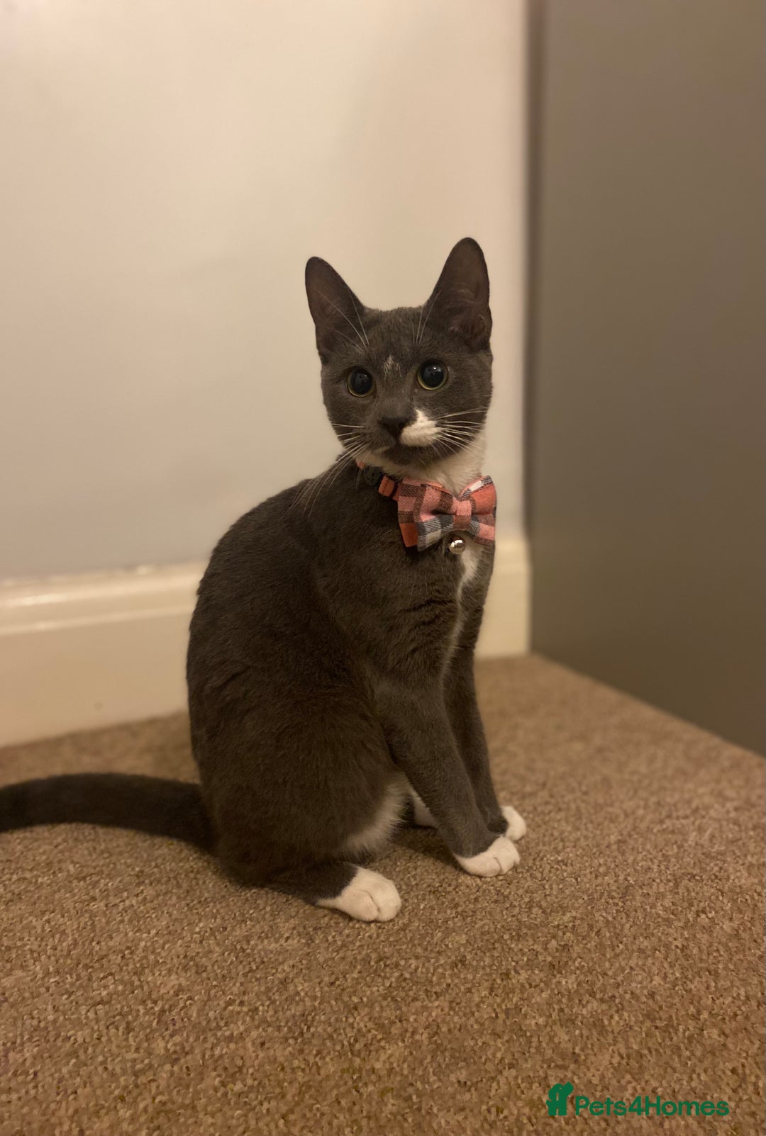 Mixed Breed cats for sale: Beautiful kittens needing home - Advert 5