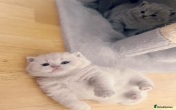 British Shorthair cats for sale: Adorable Purebred British Shorthair Kittens 🐾 - Image 21