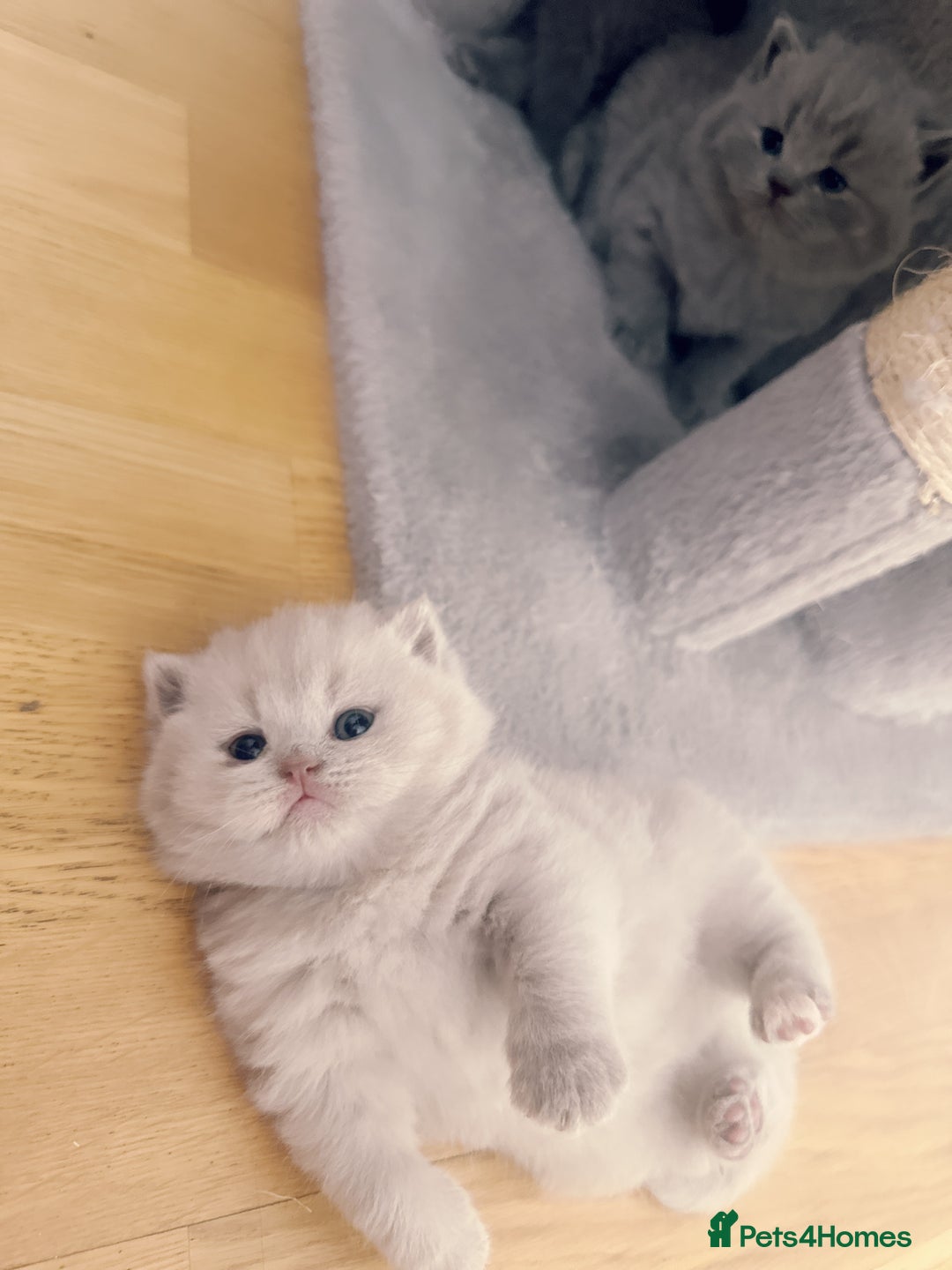British Shorthair cats for sale: Adorable Purebred British Shorthair Kittens 🐾 - Image 21