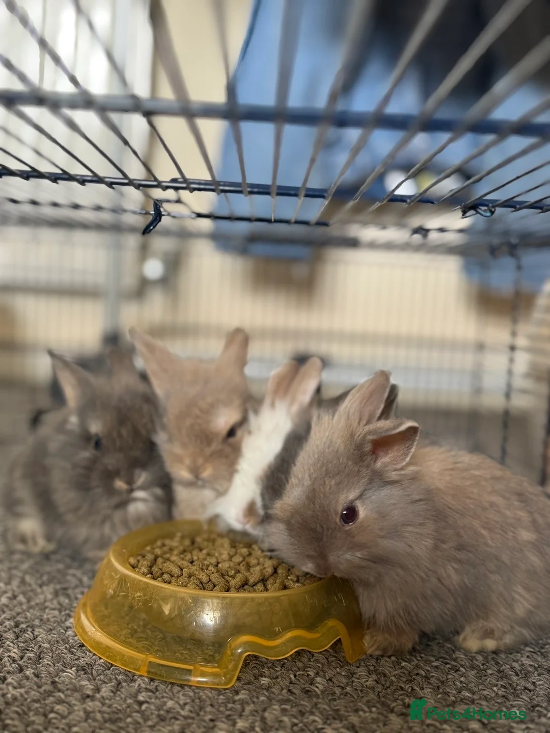 Mini Lion Lop rabbits for sale: 4 bunnies for sale - Advert 1