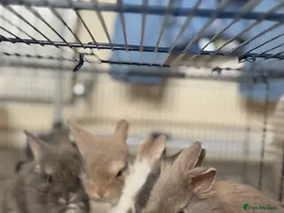 Mini Lion Lop rabbits 4 bunnies for sale - Advert 5