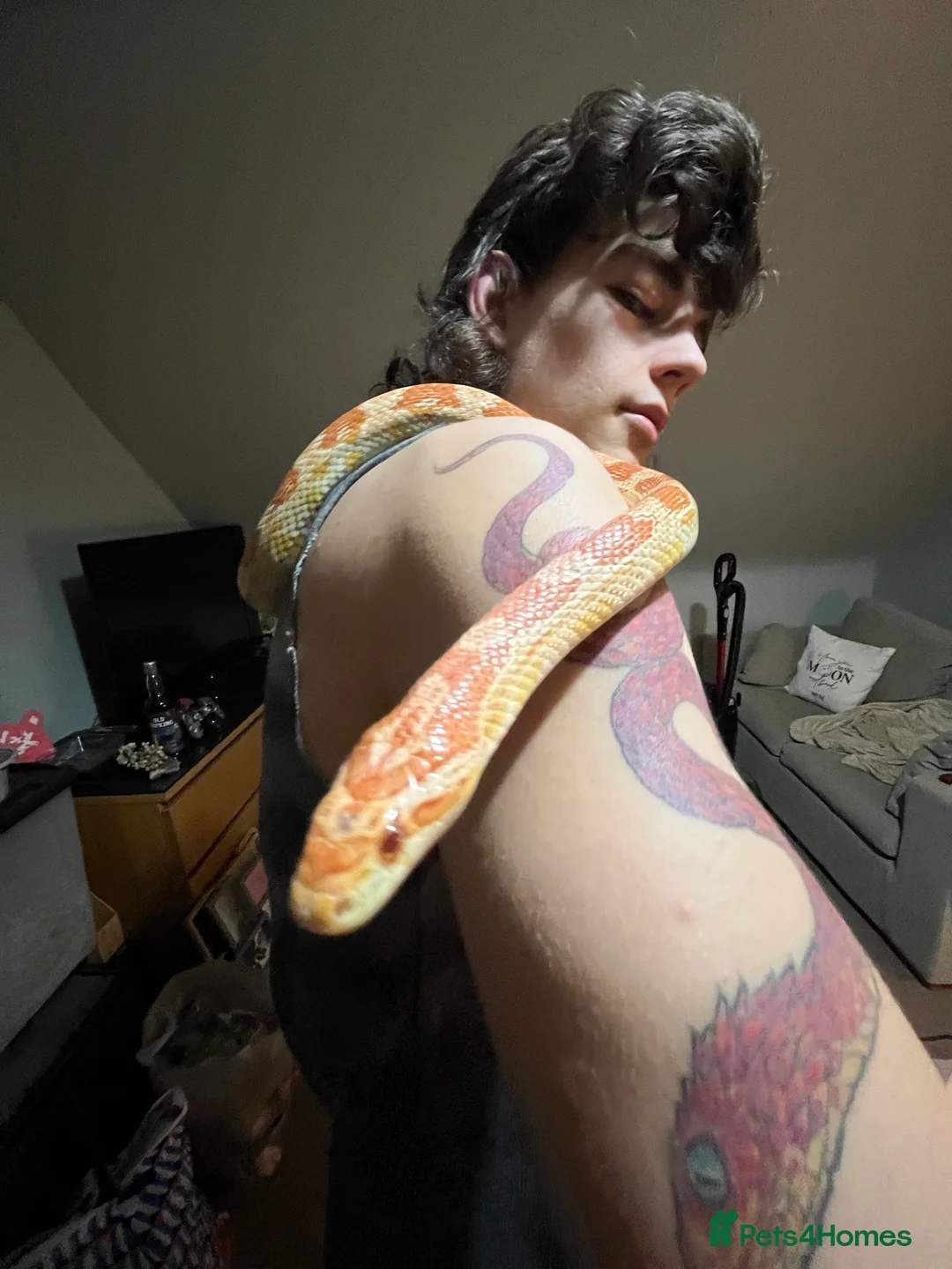 Corn Snake reptiles for sale: Inferno morph female corn snake in Market Drayton - Advert 4