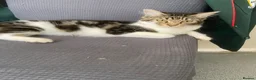 Mixed Breed cats for sale: British short hair cross kittens - Advert 2