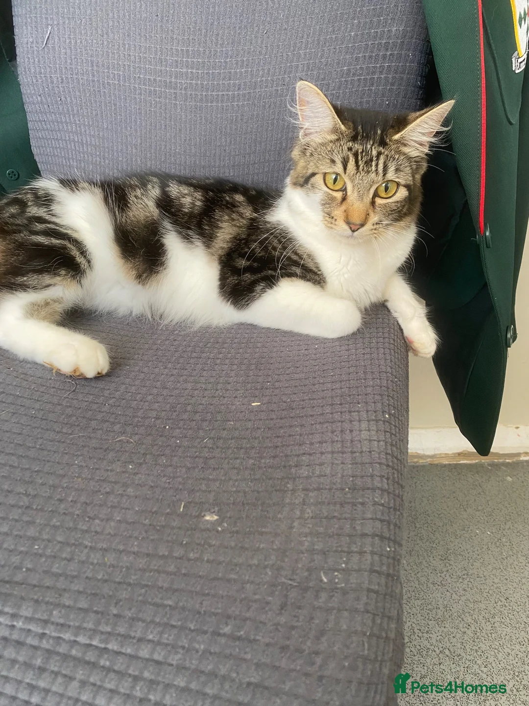 Mixed Breed cats for sale: British short hair cross kittens - Advert 2