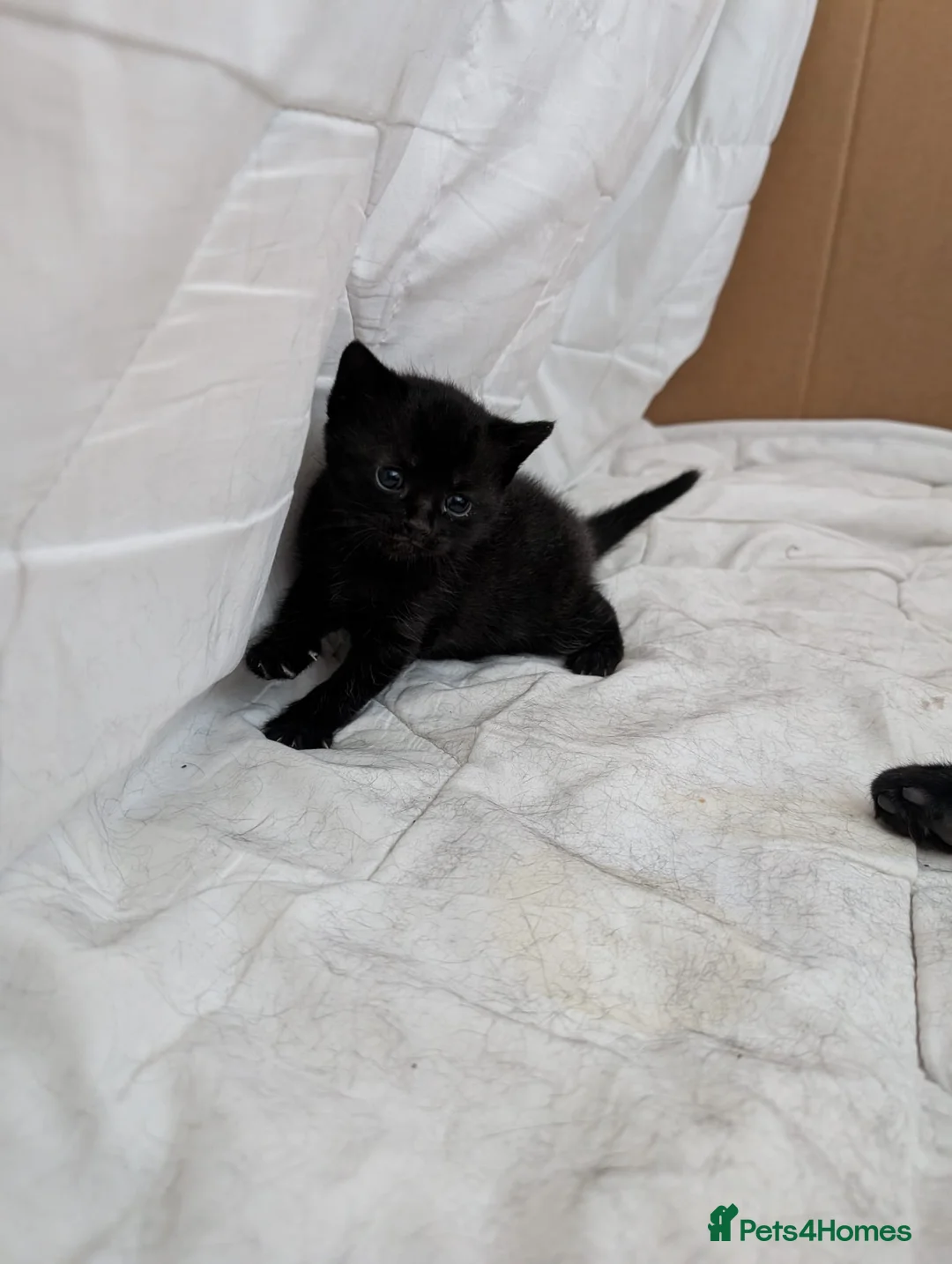 Mixed Breed cats for sale: 1 ginger male 1 black female  in Addlestone - Advert 2