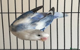 Lovebirds birds for sale: Two lovebirds  - Image 2