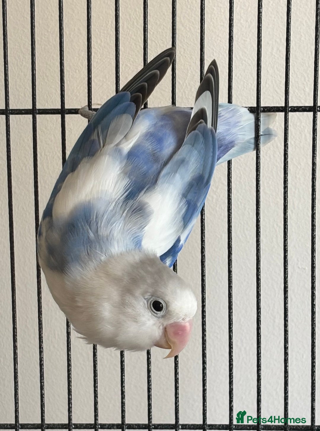 Lovebirds birds for sale: Two lovebirds  - Image 2