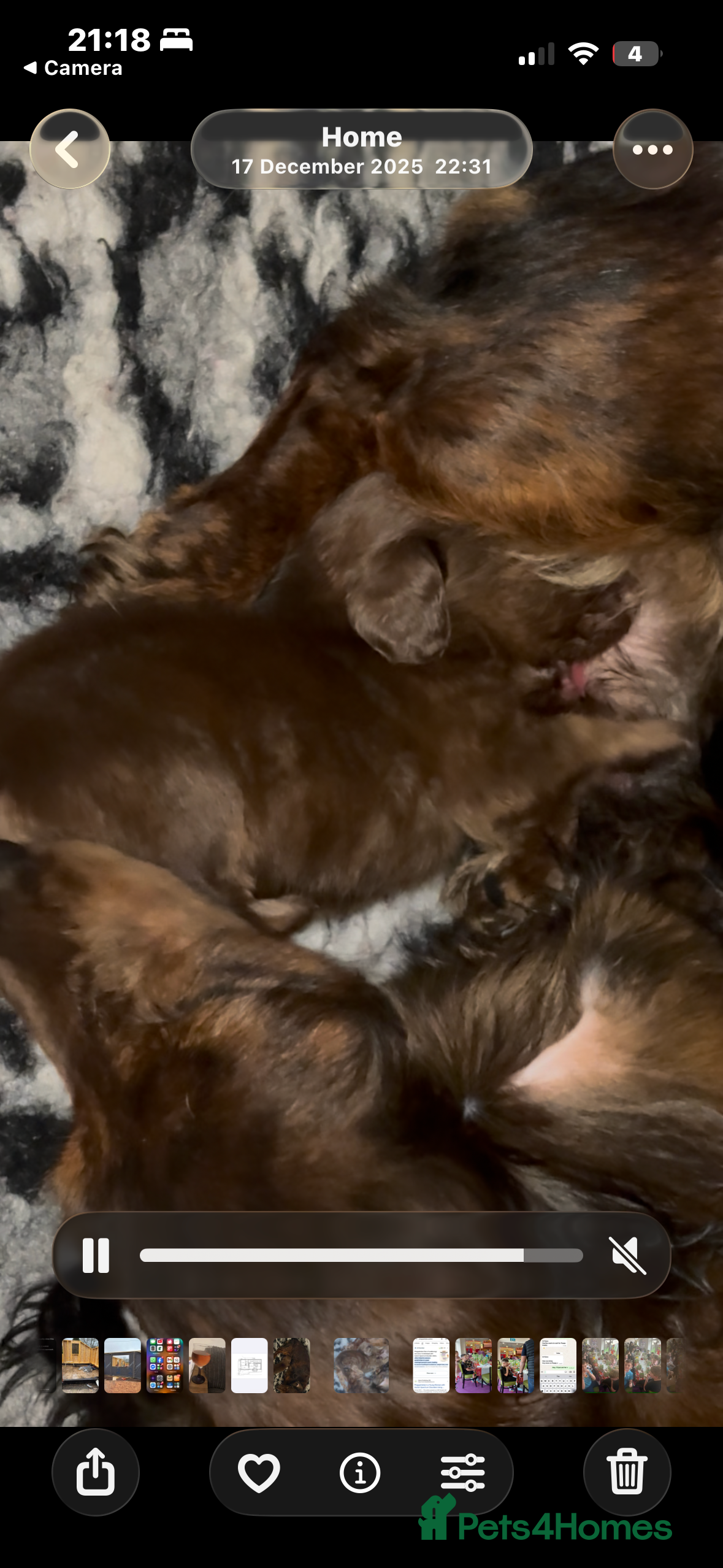 Miniature Dachshund dogs Ready now gorgeous miniature dachshund girl  - Advert 3