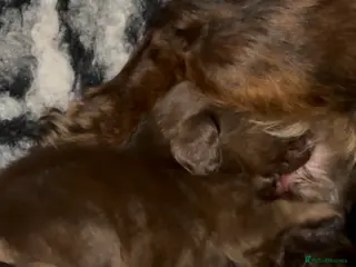 Miniature Dachshund dogs Ready now gorgeous miniature dachshund girl - Advert 3