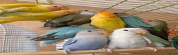 Lovebirds birds for sale: Baby Love Birds🦜 in Flint - Advert 4