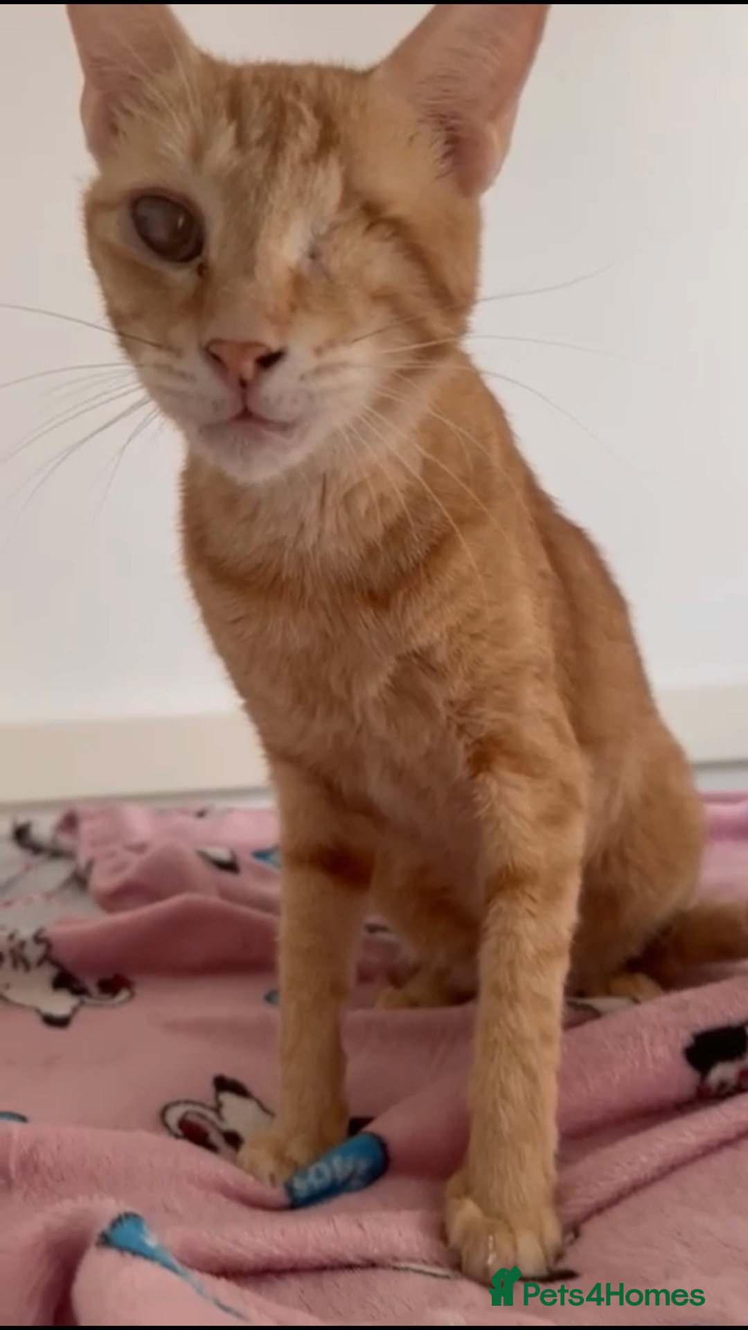 Mixed Breed cats for adoption: PHO DYPSY BONDED BROTHERS NEUTERED AFFECTIONATE   - Image 5