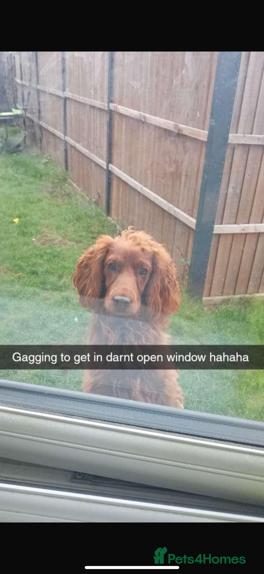 Cockapoo dogs for sale: Cockapoos puppies 😍😍 - Advert 7