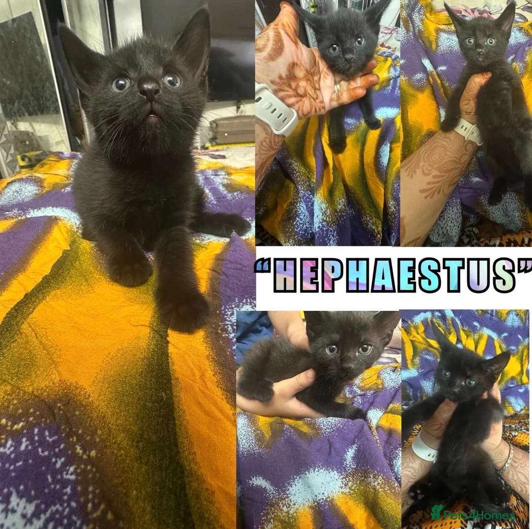 Domestic Shorthair cats for sale: 😘 3 GORGEOUS PLAYFUL KITTENS 😘 - Advert 8