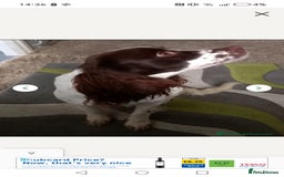 English Springer Spaniel dogs for sale: 2 year old springer - Image 4