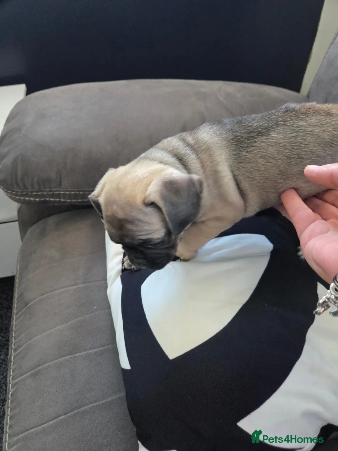 Frug dogs for sale: 3 frugs - Advert 11