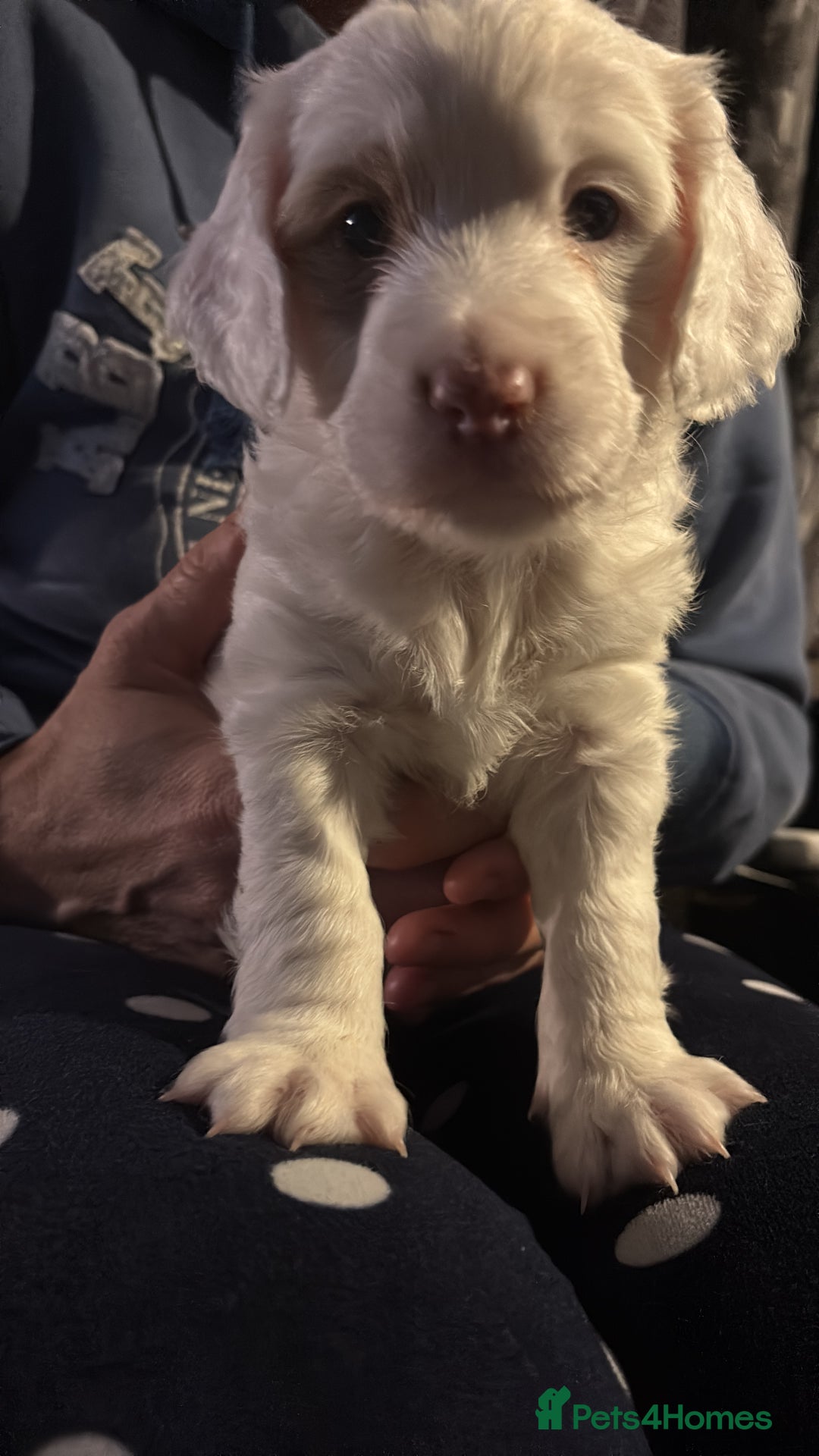 Cockapoo dogs for sale: Adorable Cockapoo Puppies - First Litter  - Advert 2