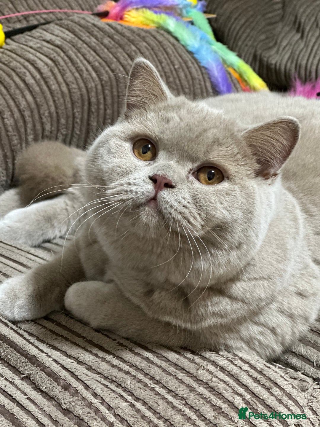 British Shorthair cats for sale: Exc   champion line - Advert 3