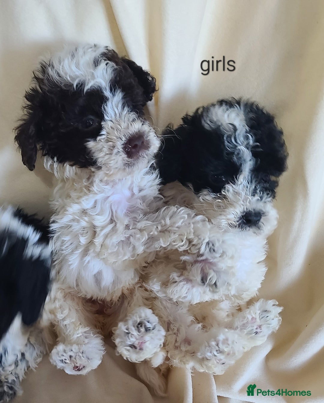 Cockapoo dogs for sale: SUPER PLUSH COATS. F1b Cockapoos. Health Tested - Image 4