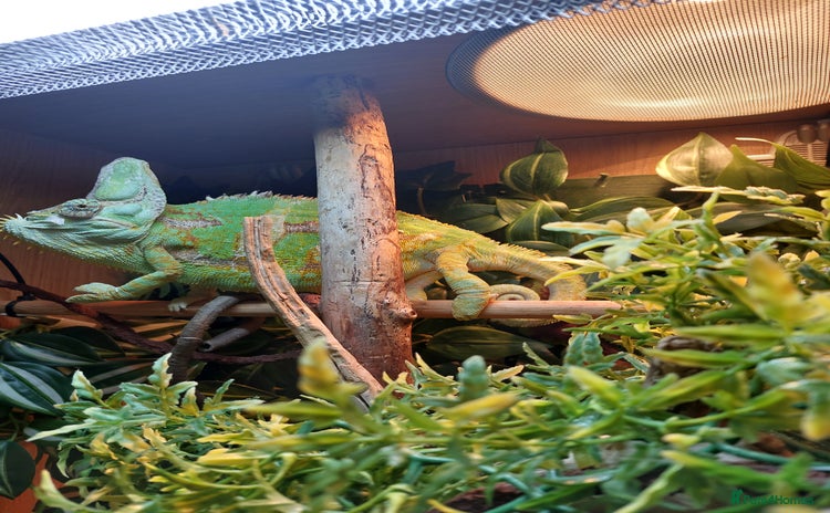 Chameleon reptiles - Advert 1