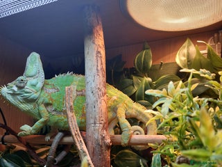 Chameleon reptiles - Advert 6