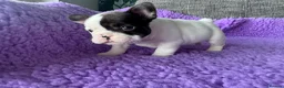 French Bulldog dogs for sale: STUNNING FRENCH BULLDOG PUPPIES - Advert 14