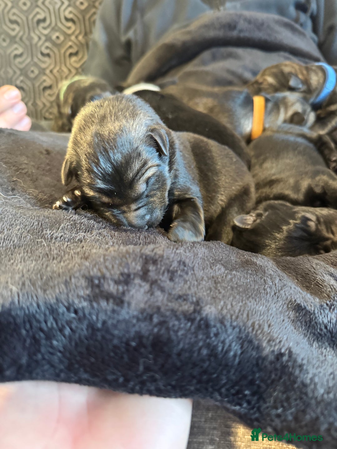 German Shepherd dogs for sale: 🧬Working Line German Shepherds, Full HealthTested - Advert 30