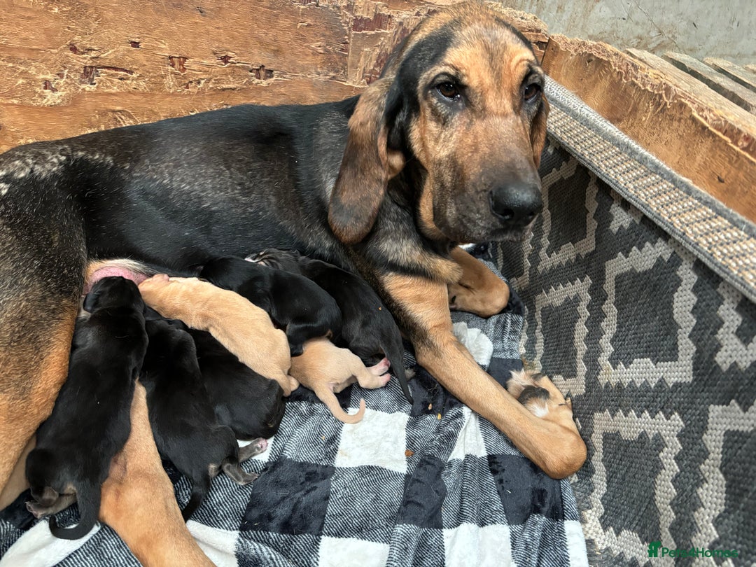 Bloodhound dogs for sale: Beautiful bloodhound puppies  - Image 10