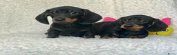 Dachshund dogs for sale: Beautiful Miniature Dachshund Puppies  - Advert 8