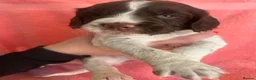 English Springer Spaniel dogs for sale: Stunning, English springer spaniels  - Advert 16