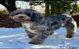 Cockapoo dogs for sale: Cockapoo Puppies  - Image 8