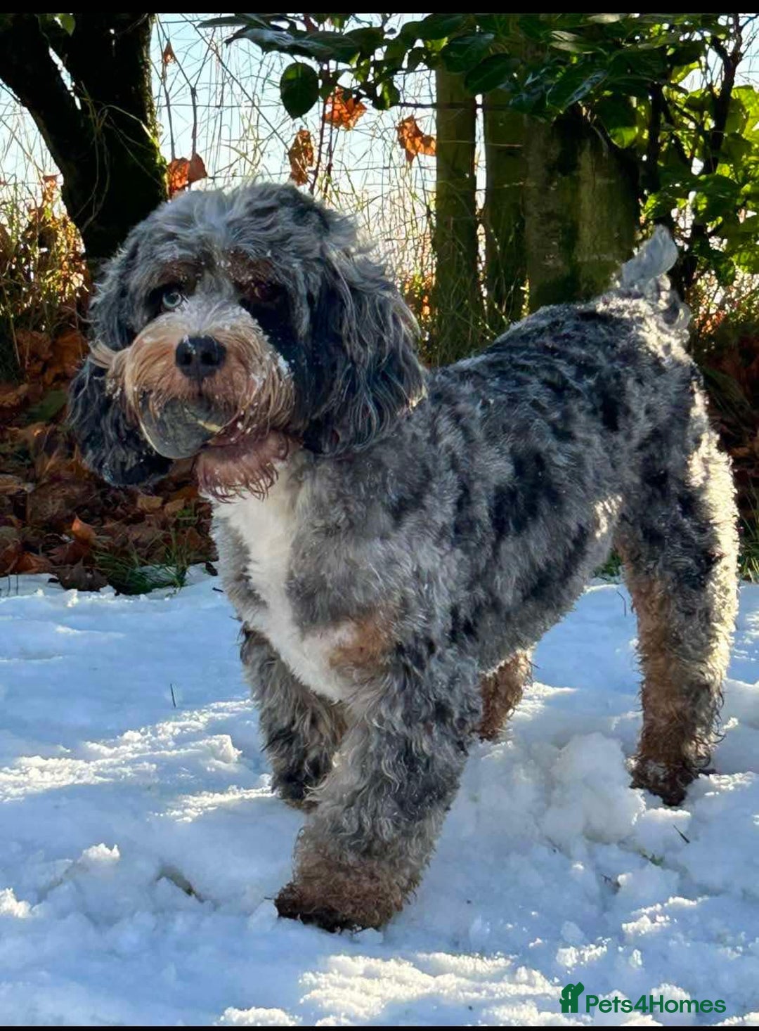 Cockapoo dogs for sale: Cockapoo Puppies  - Image 8