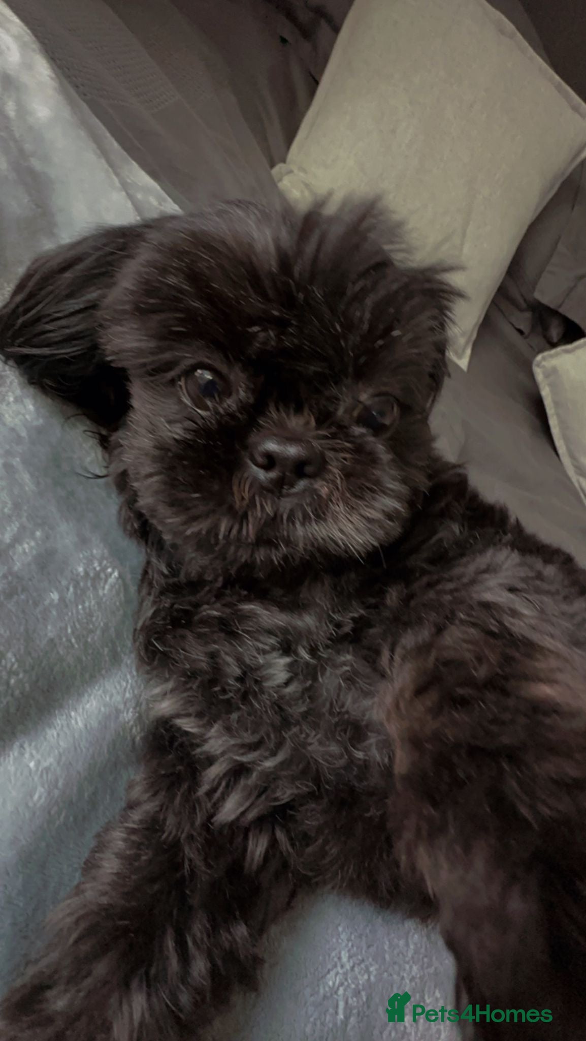 Shih Tzu dogs Shih Tzu  - Advert 1