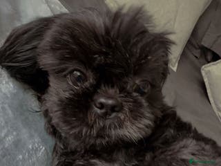 Shih Tzu dogs Shih Tzu miniature 10 yr old dog needs rehoming!! - Advert 8